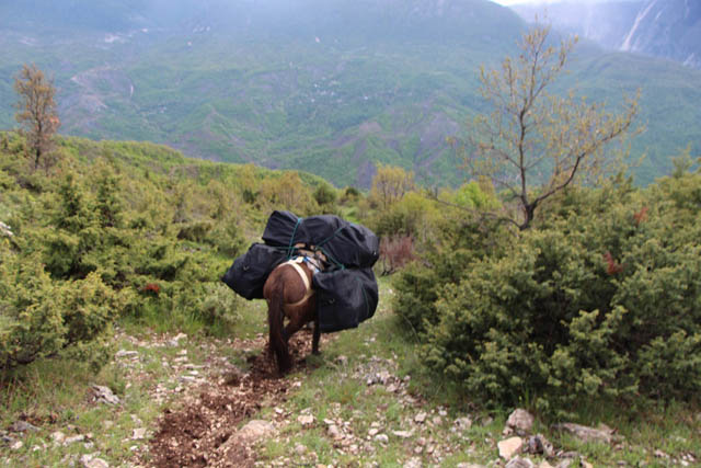 droge-cante-gjirokaster-hashash-mushke-kale-duke-transportuar-nga-Lazarati-2